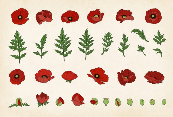 Download Colored Poppy SVG Vector Poppy Bundle - Vector Collection
