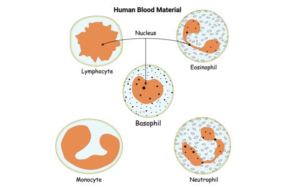 Download Human Blood Material Vector Design - Vector Collection